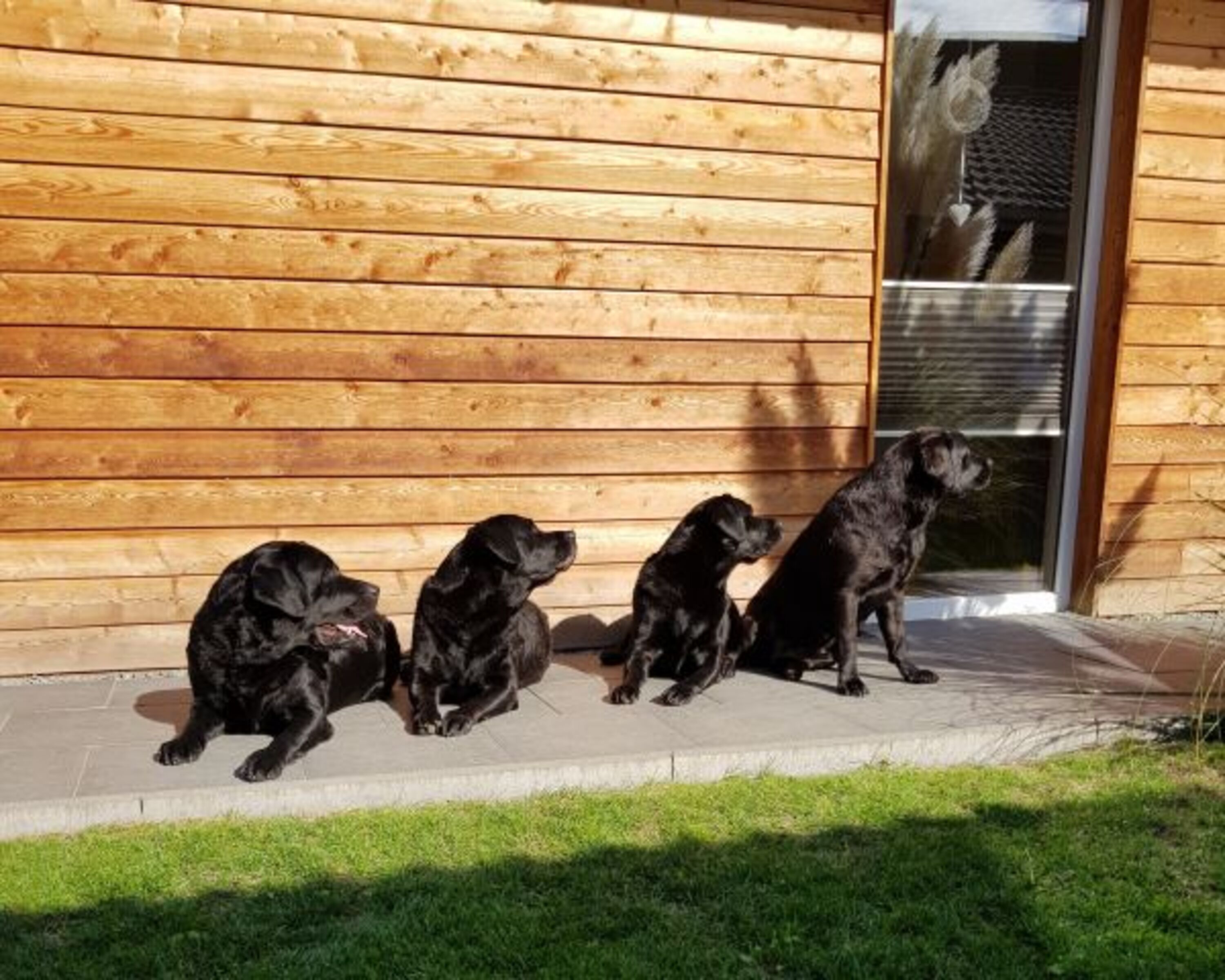 gerne mehrere Hunde