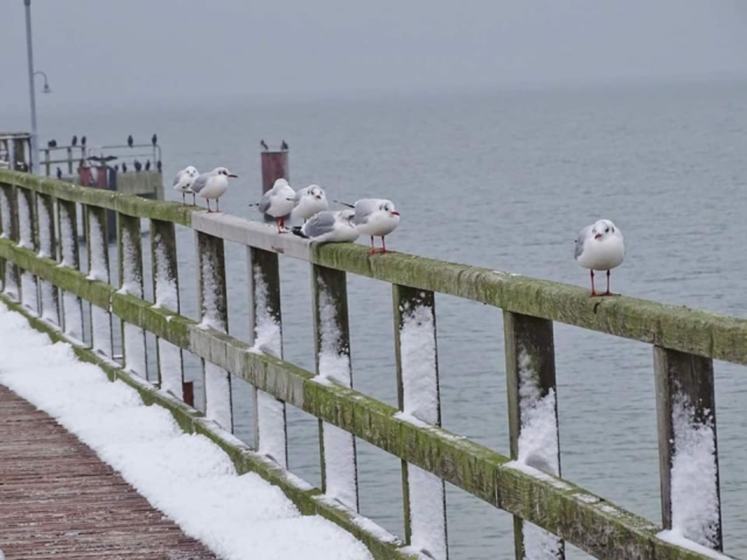 Winter auf Rügen