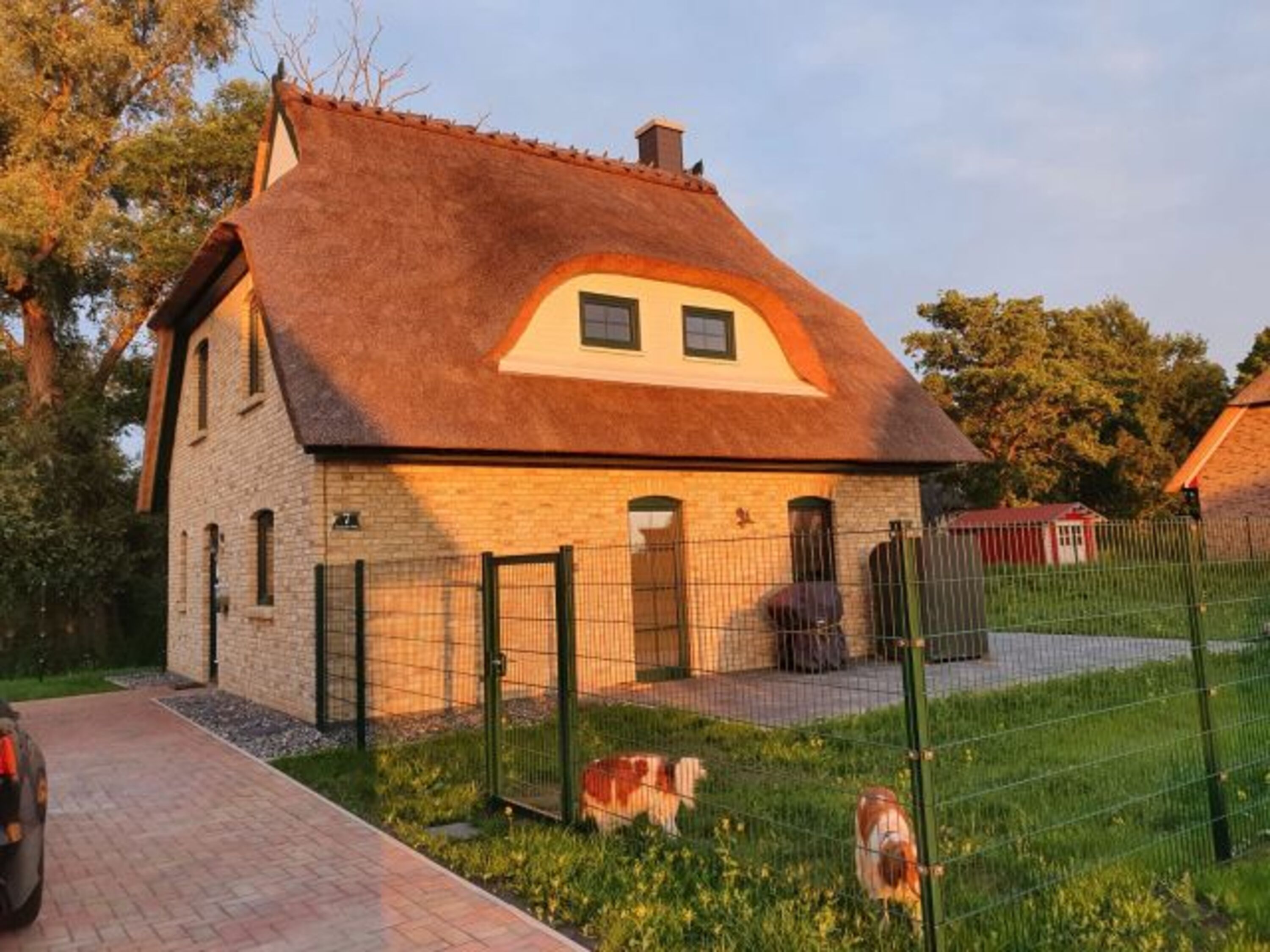  Im Sonnenuntergang mit 1,60m Zaunhöhe