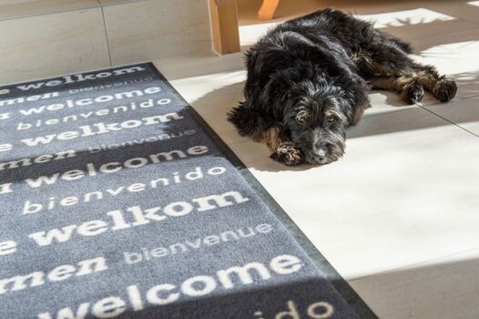 Hier fühlen sich Hunde wohl