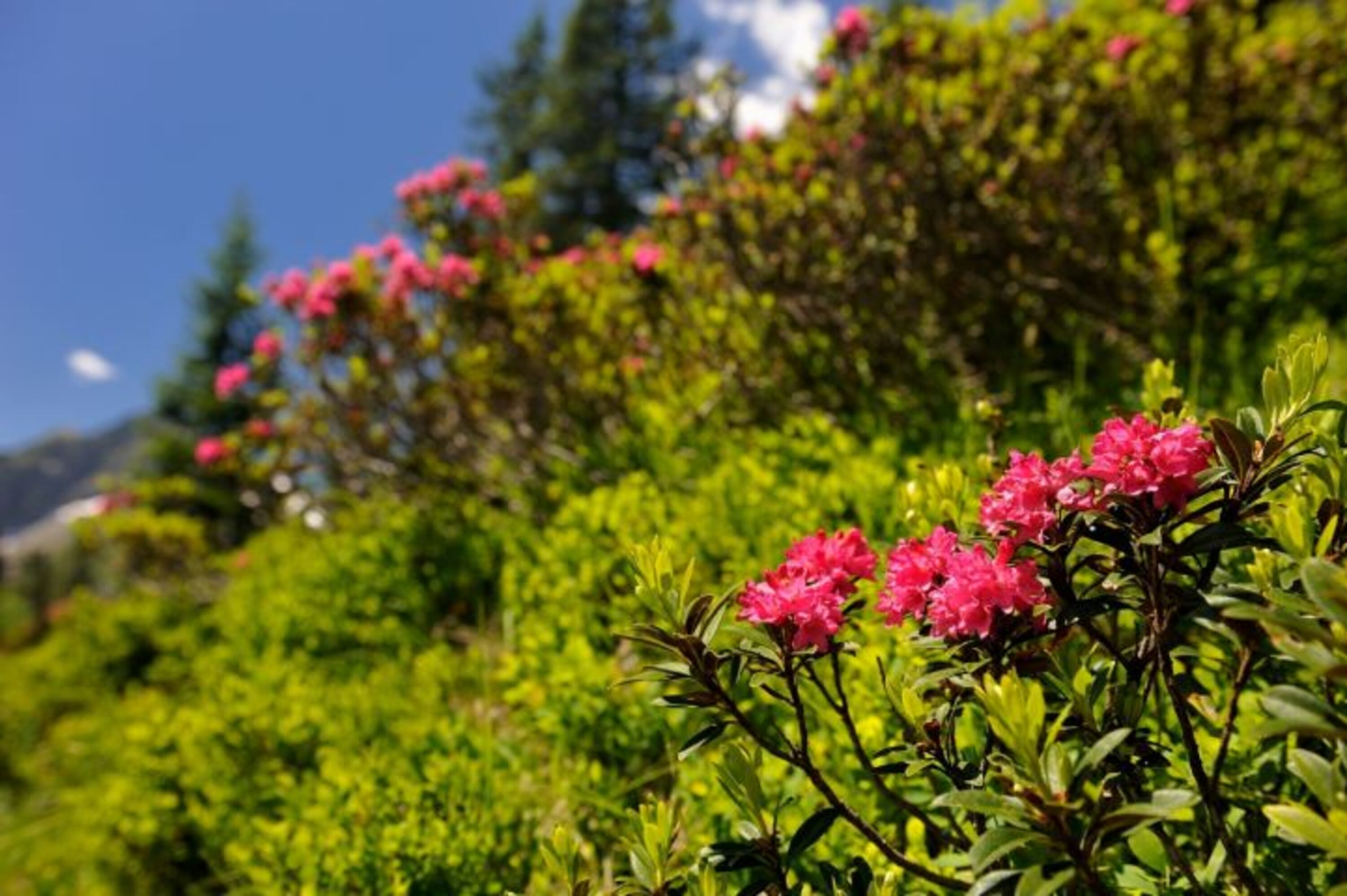 Alpenrosenblüte auf dem Fellhorn