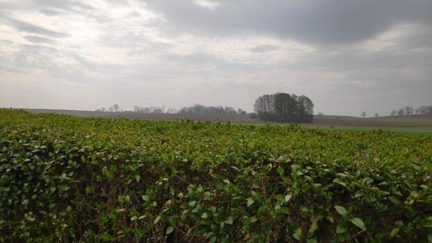 Blick aus dem Wintergarten