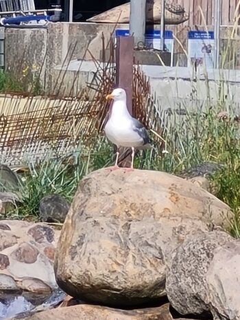 Fütterung der Seehunde in der Seehundstation, die Möwen warten bereits 