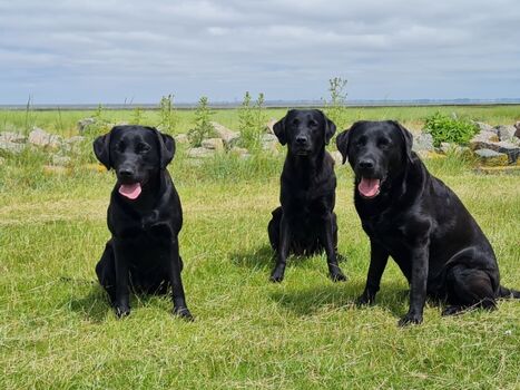 Unsere 3 Mädels in Friedrichskoog Spitze am Strand
