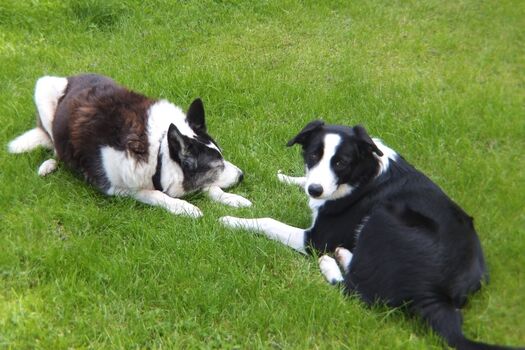 Nach dem Toben ausruhen!