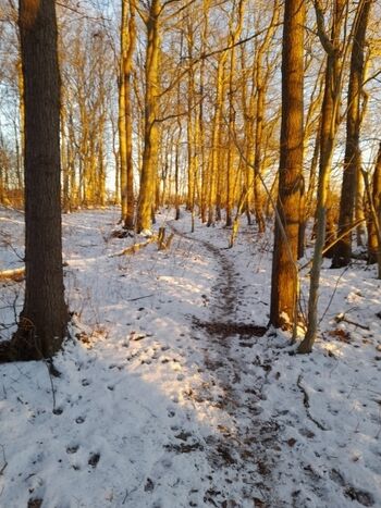 Waldweg im Winter