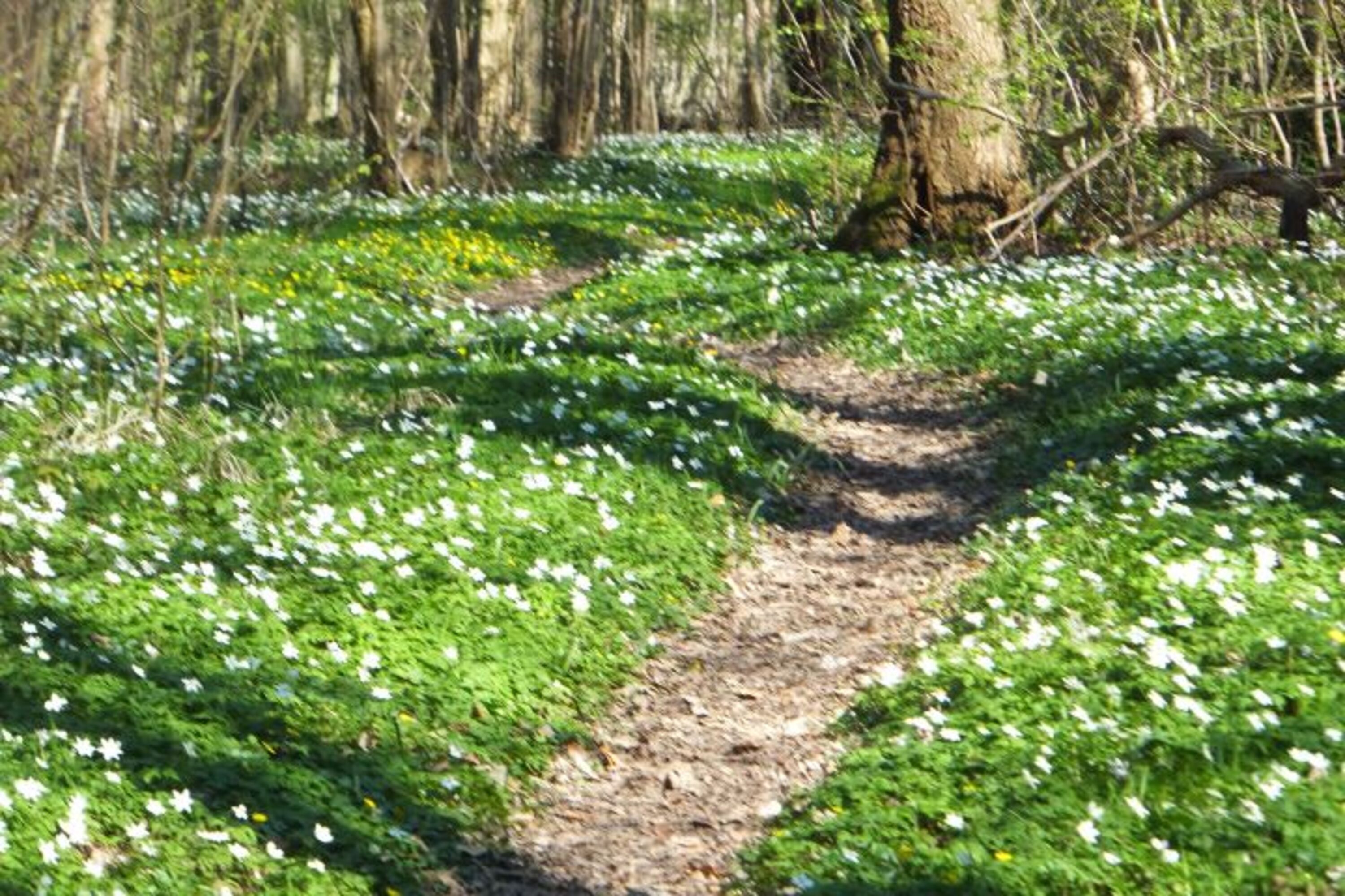 Waldweg