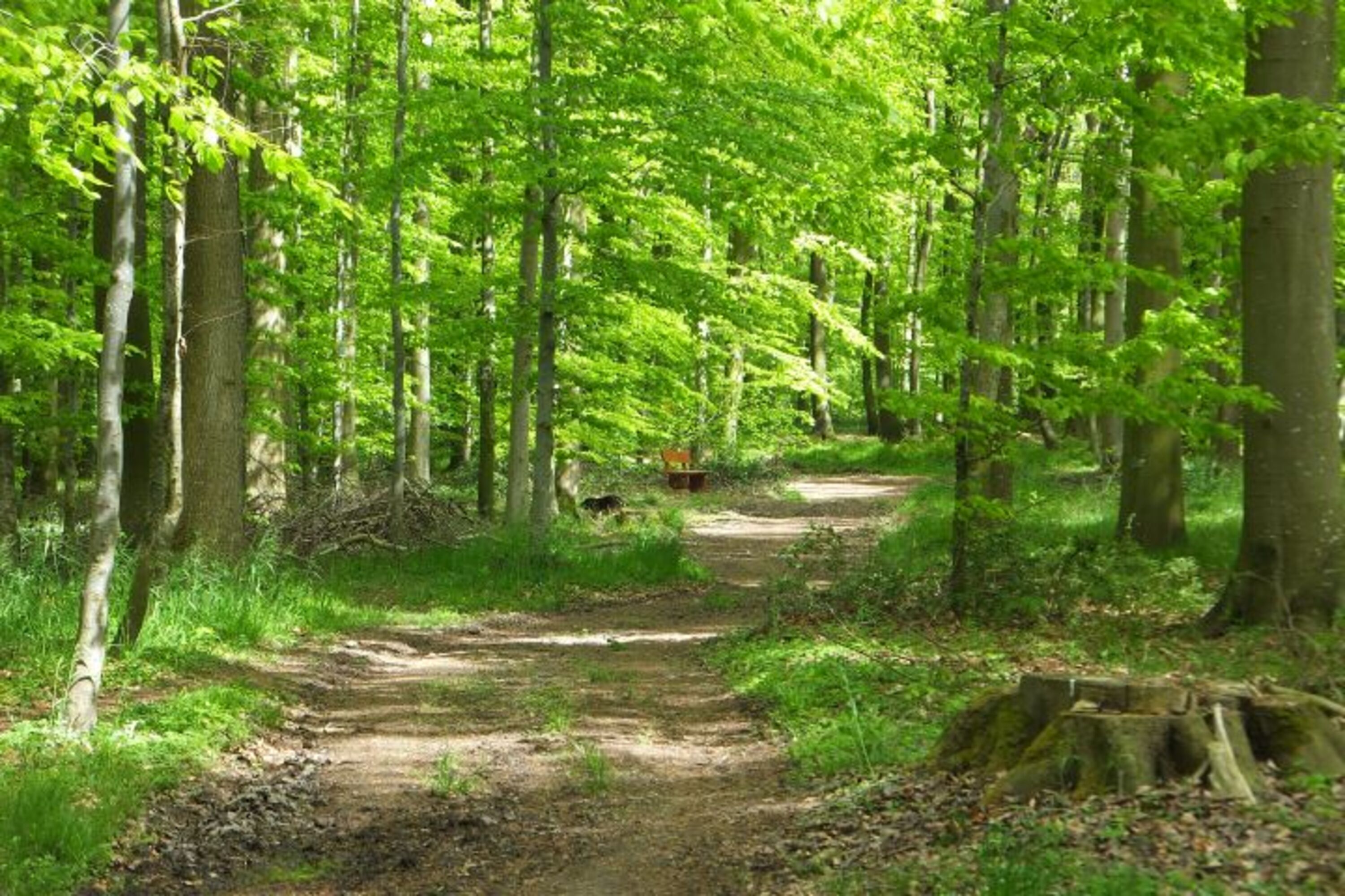 Waldweg