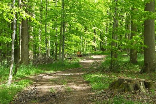 Wanderweg durch den Wald