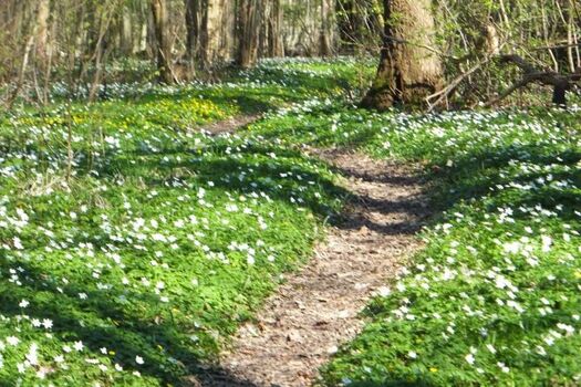 Wanderweg durch den Wald
