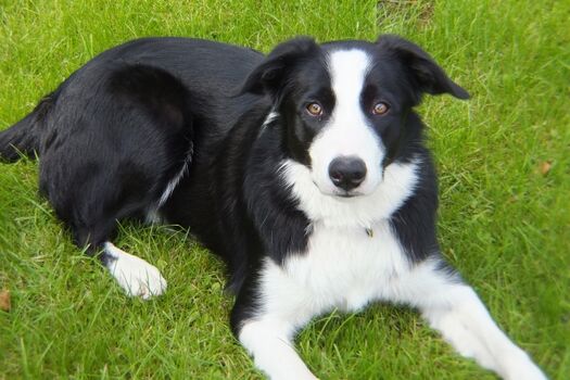 Großer Garten für Hunde zur alleinigen Nutzung