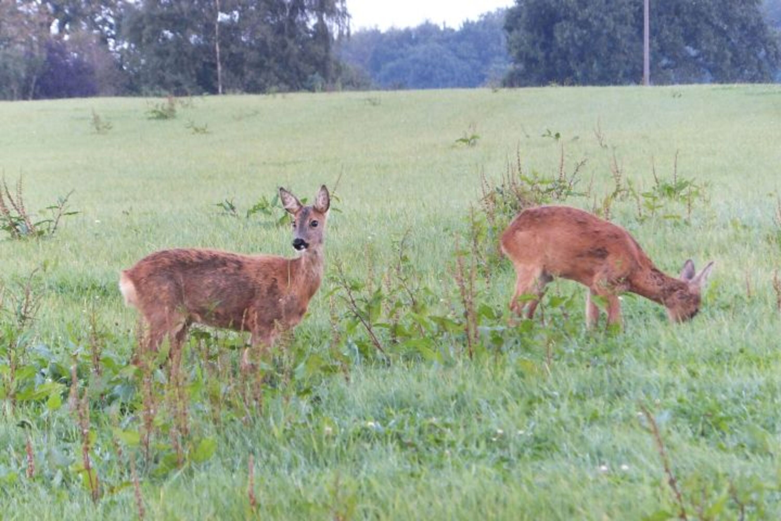 Rehe am Waldrand