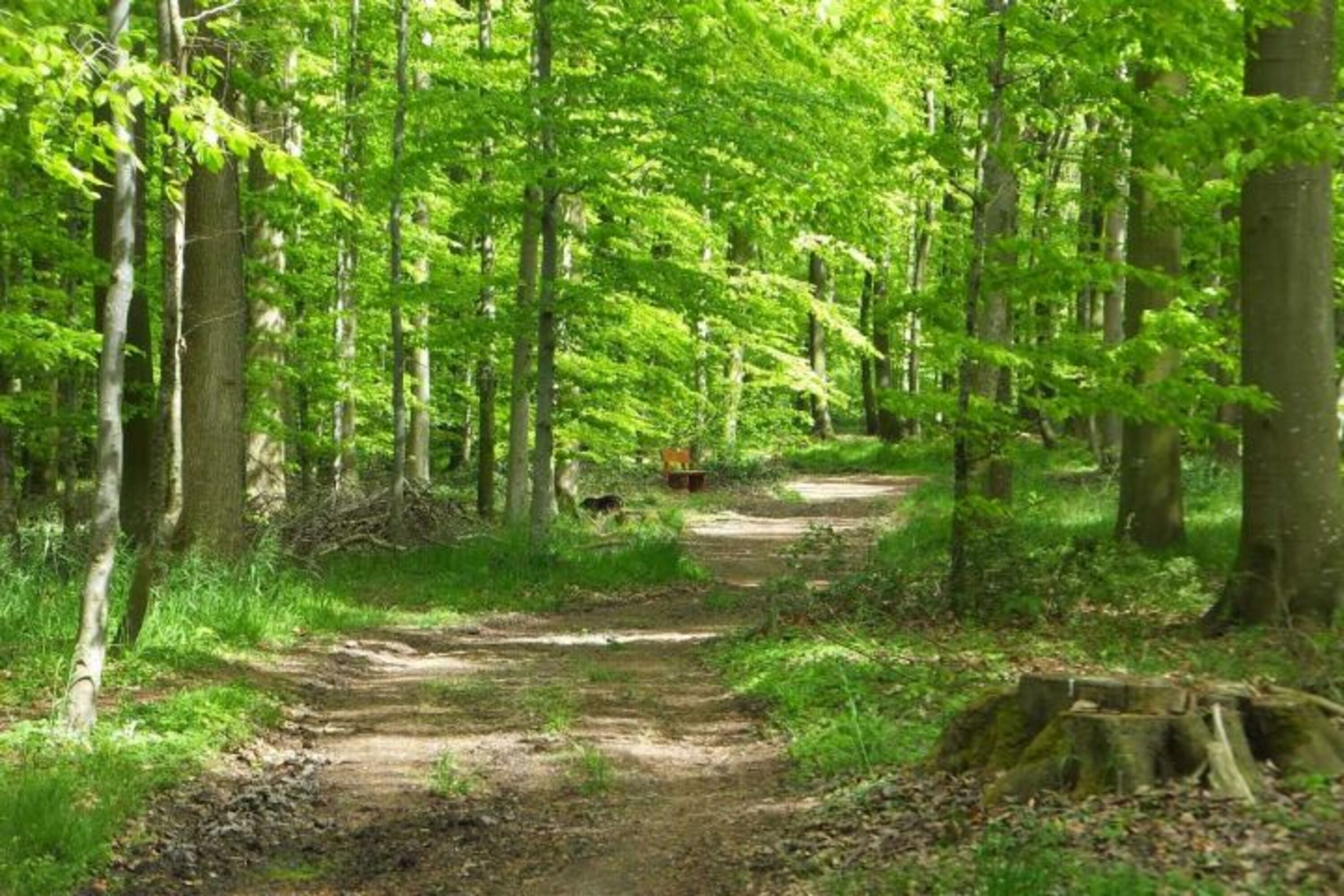 Wanderweg durch den Wald