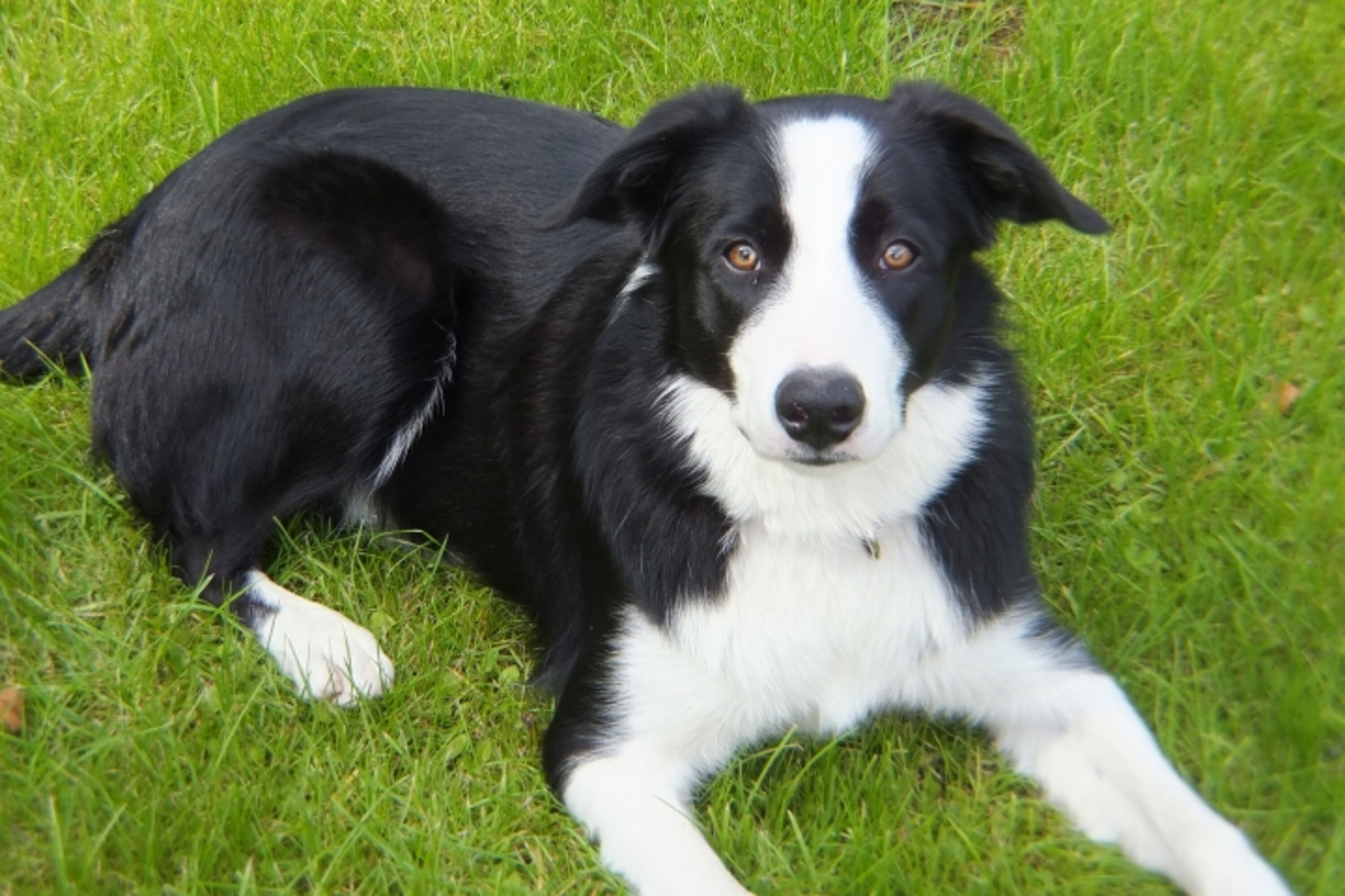 Großer Garten für Hunde zur alleinigen Nutzung