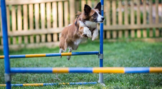 Agility-Park