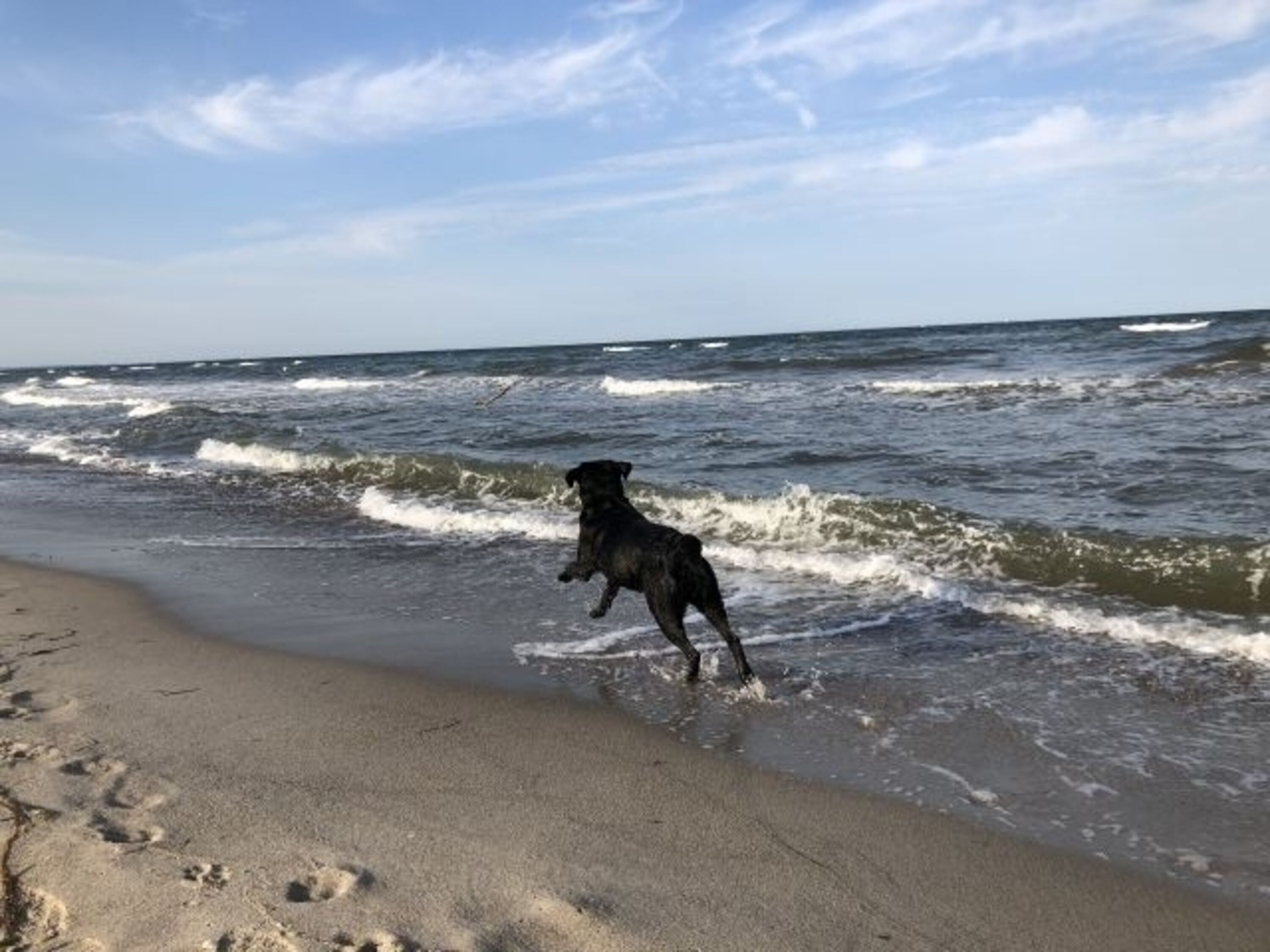 Hundeglück
