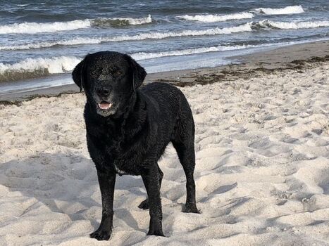 Hundestrand ganz nah!