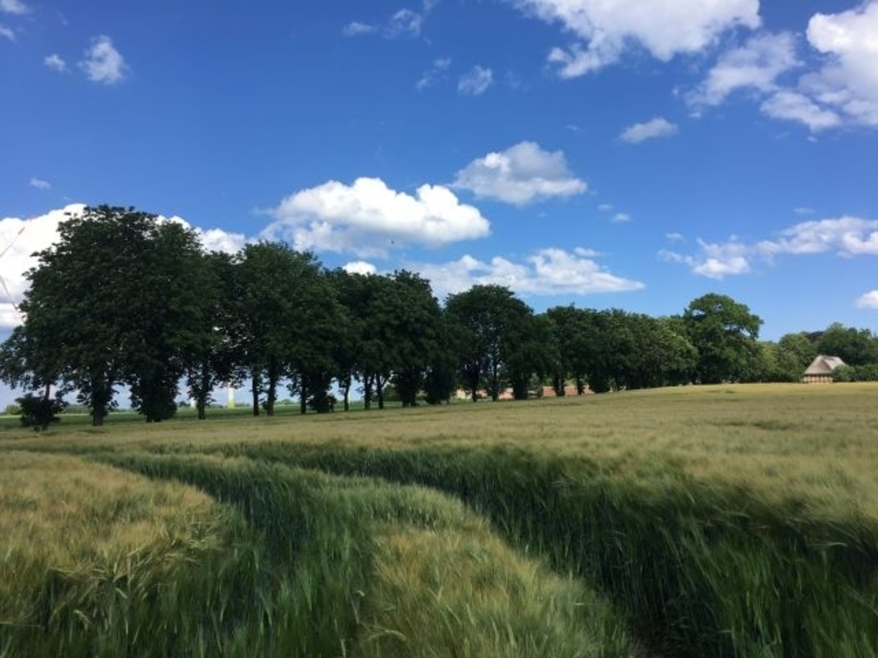 Allee zum Gut