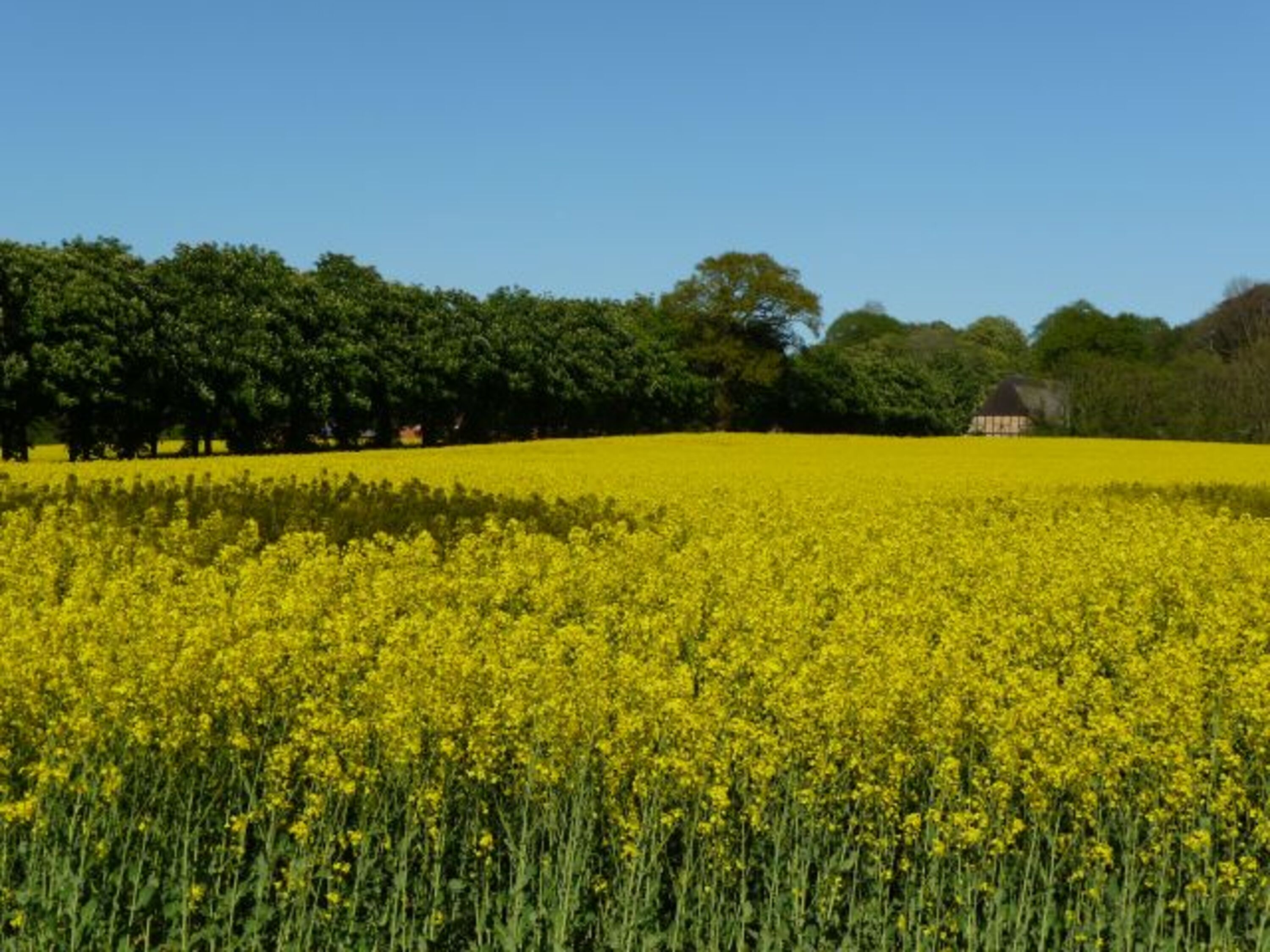 Rapsfeld am Hof