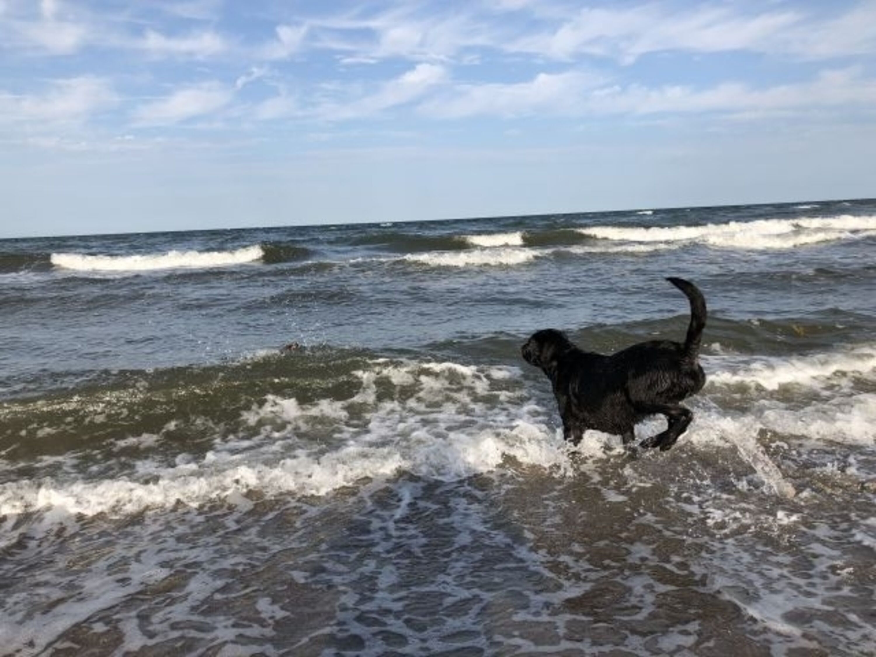 Hunde Badestrand