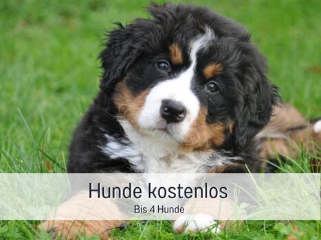 Bis 4 Hunde kostenlos 