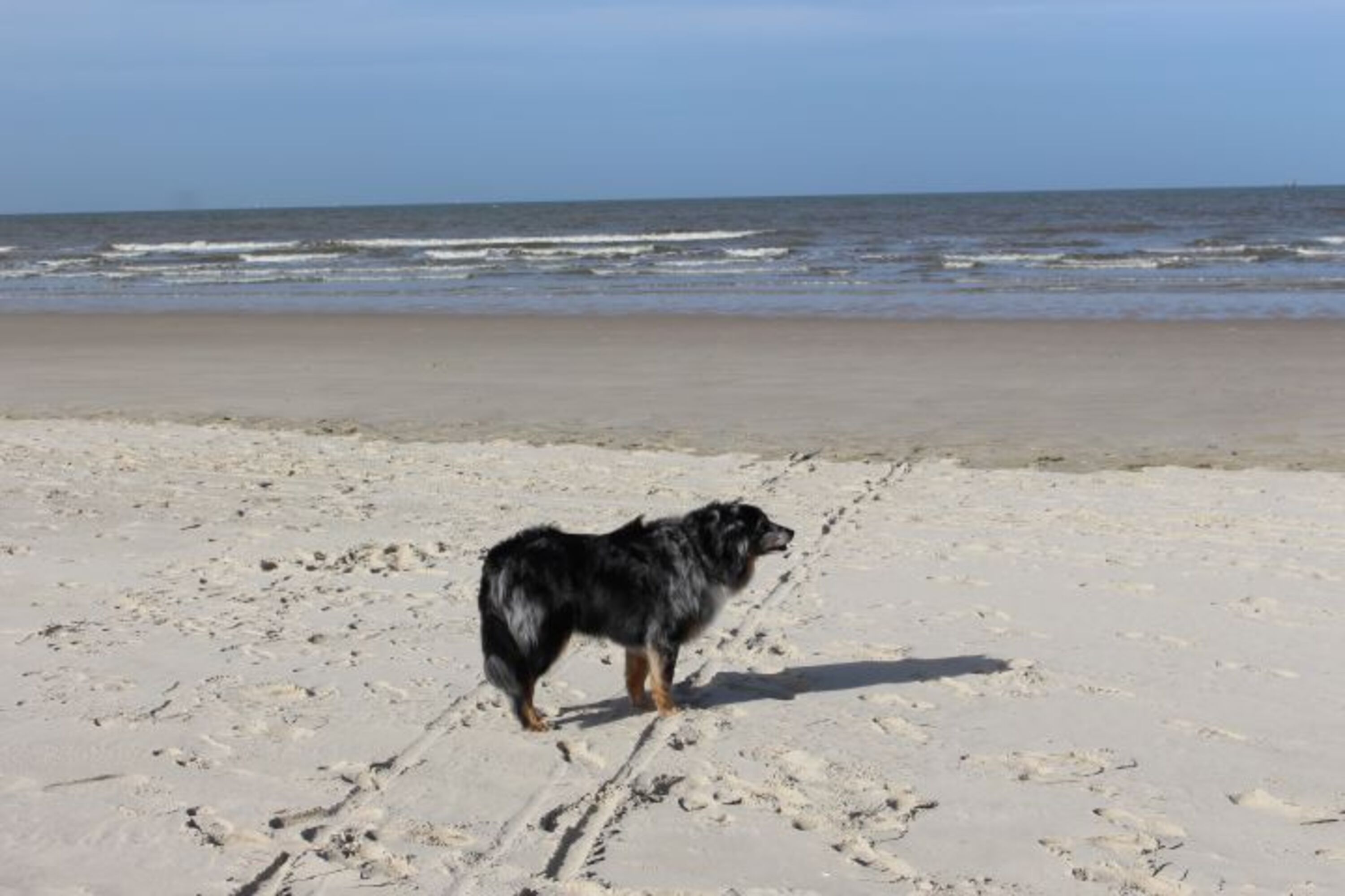 Ist der Hund glücklich......