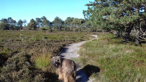 Spazieren in der Heide bei Berensch