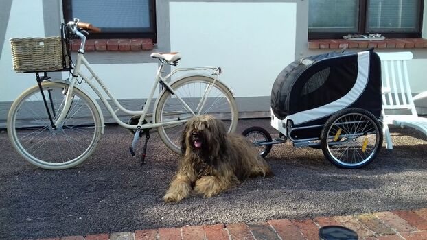 Leihfahrrad mit Hundehänger