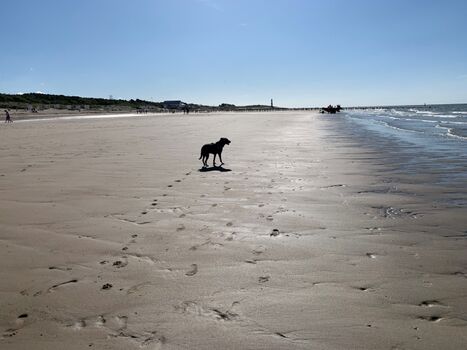 Strand mit Hund 
