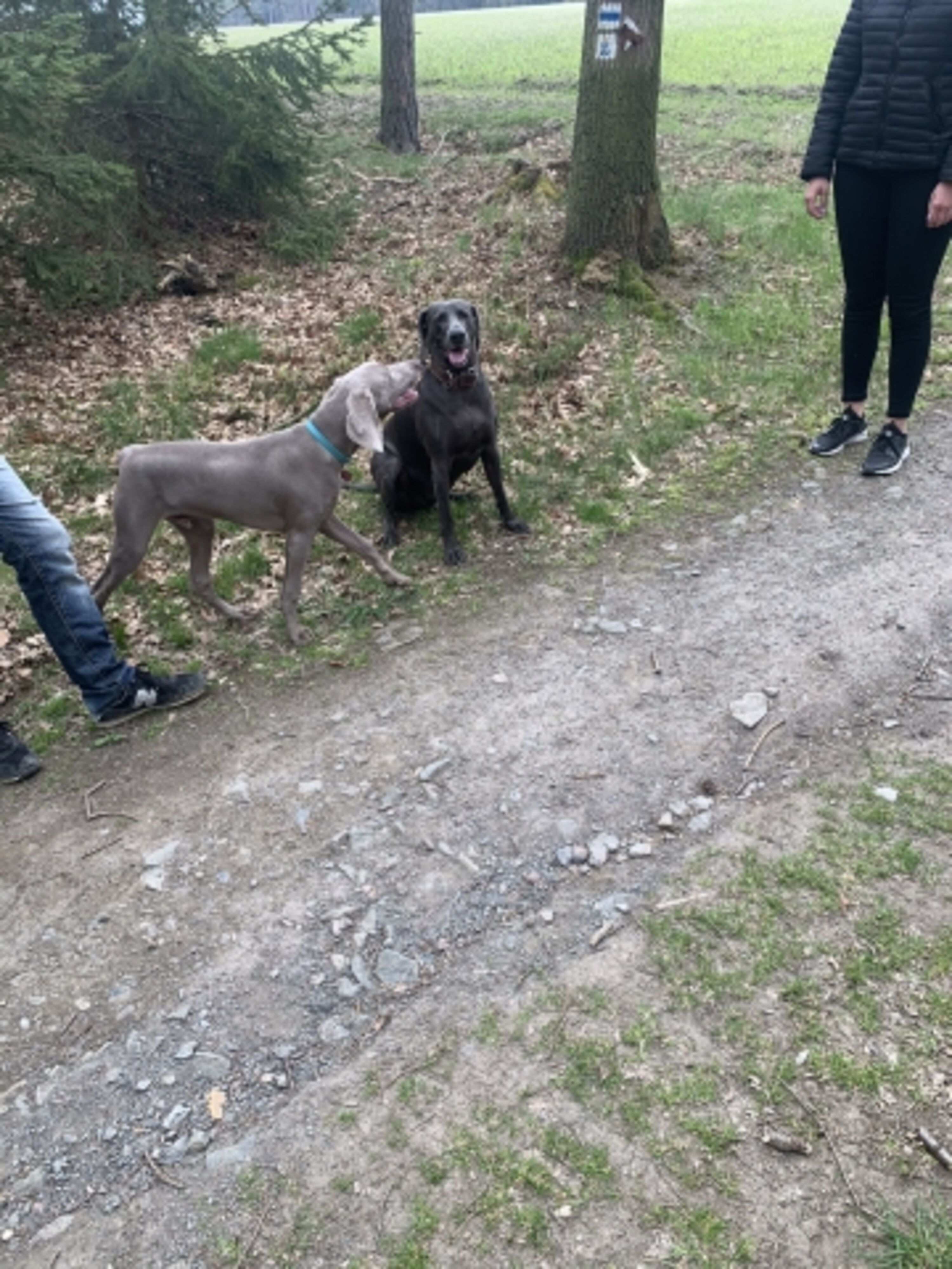Hundebegegnung