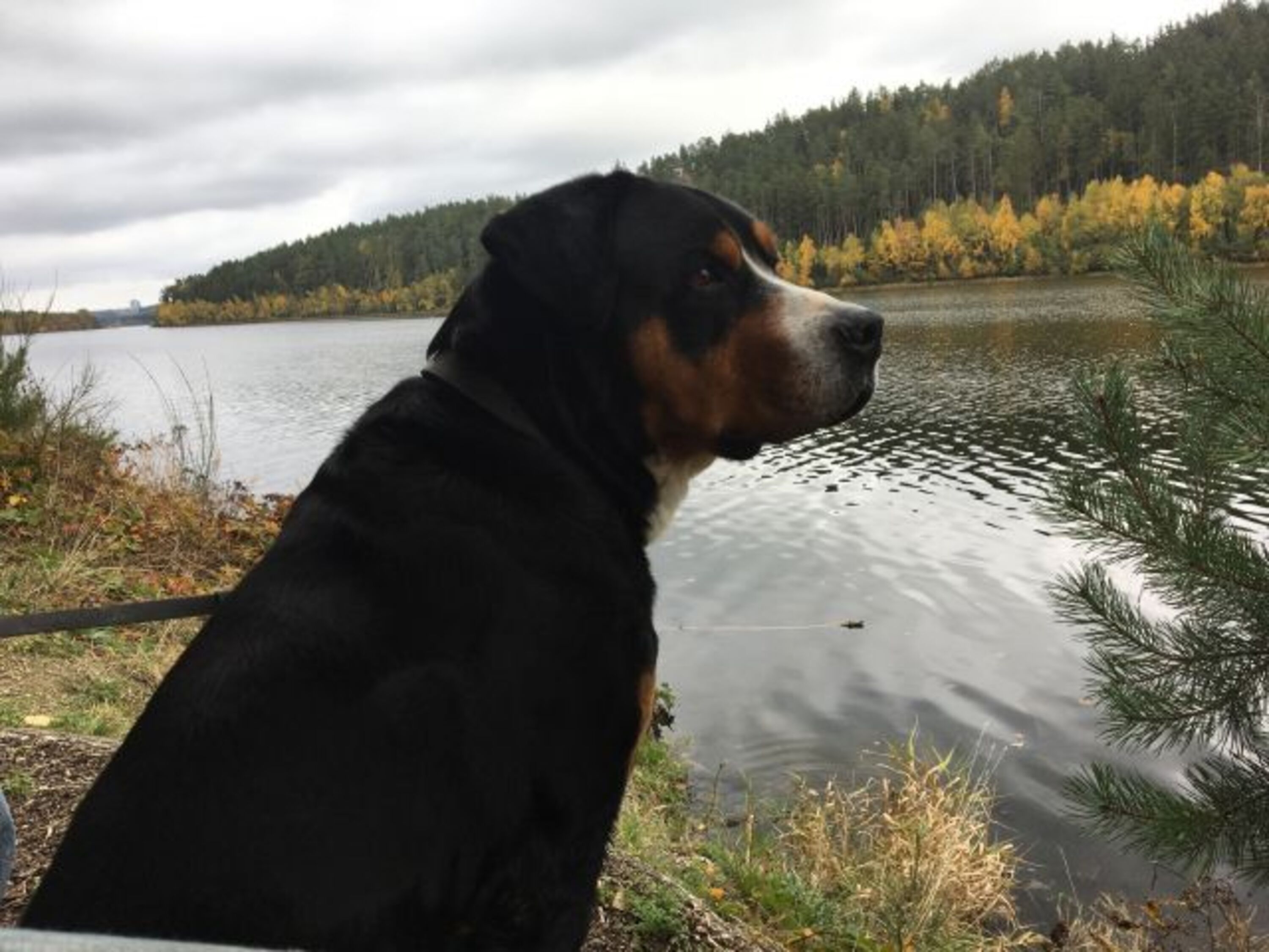 Urlaub mit Hund