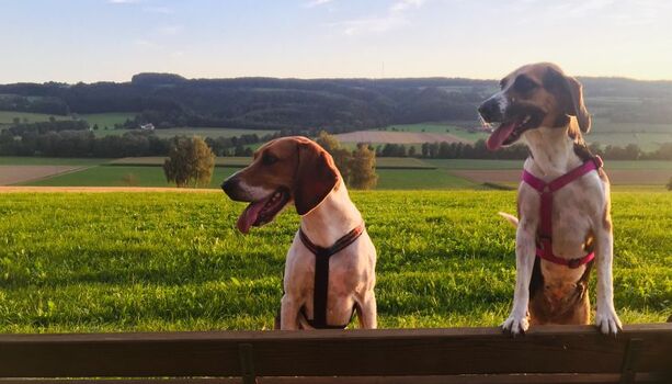 Ideal für Ferien mit Hunden