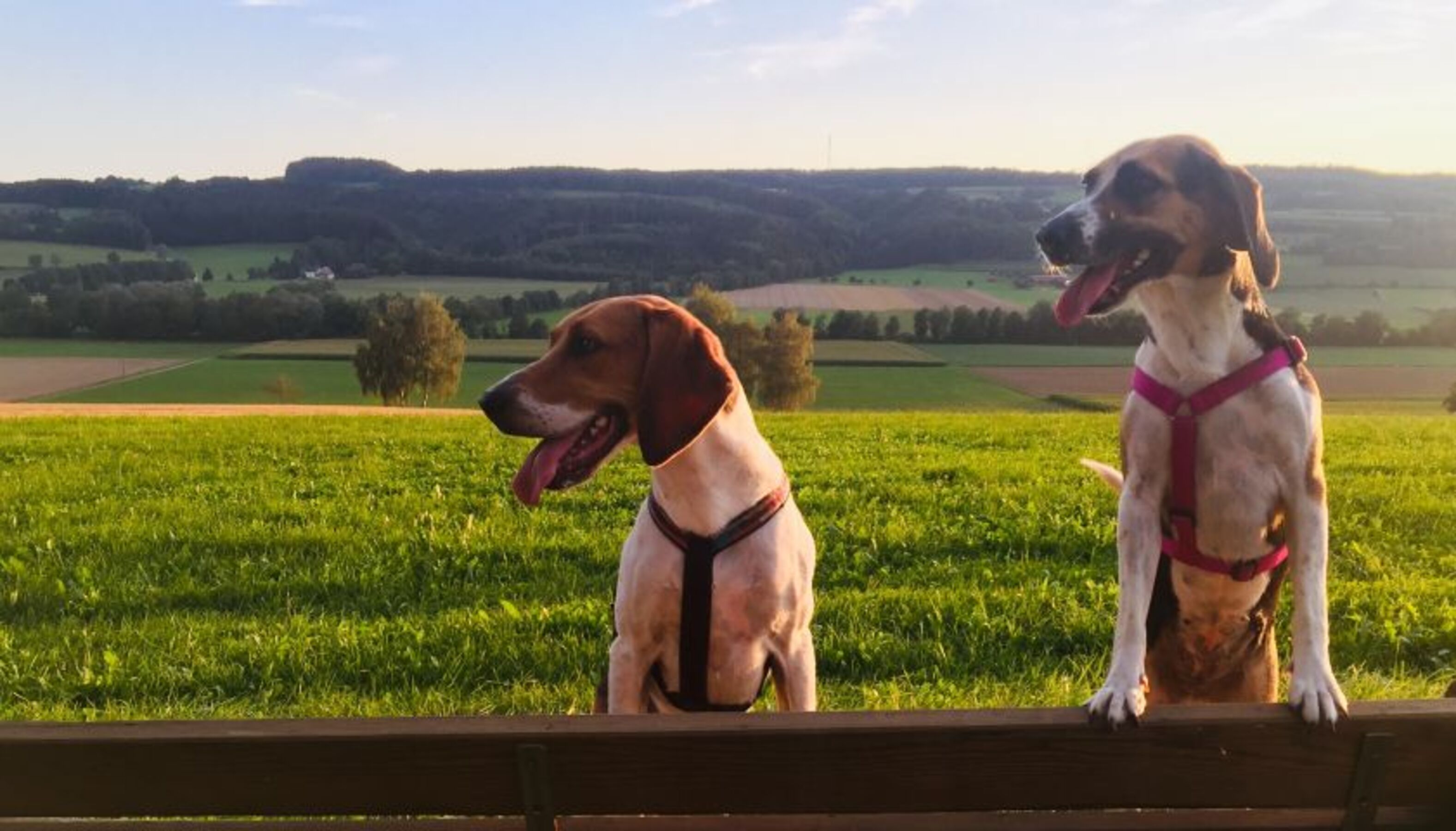 Ideal für Ferien mit Hunden