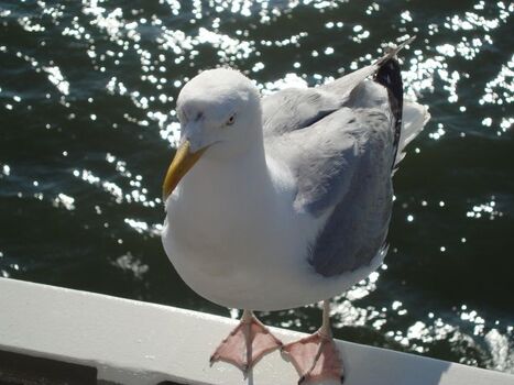 Ich bin bestimmt nicht die einzige Möwe hier