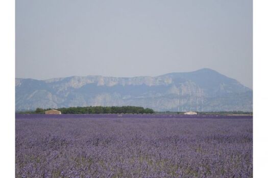 Lavendelfelder in Blüte ende Juni anfangs Juli