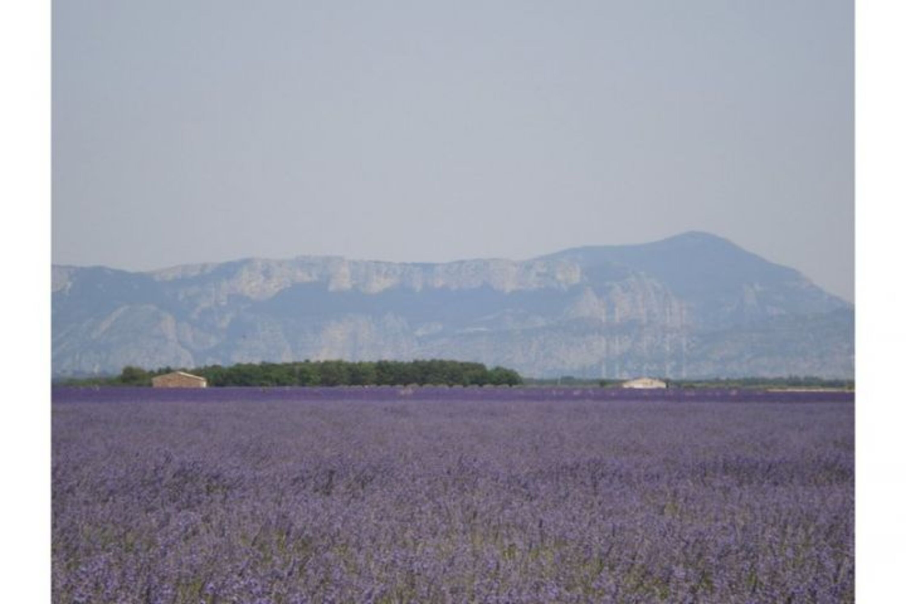 Lavendelfelder in Blüte ende Juni anfangs Juli