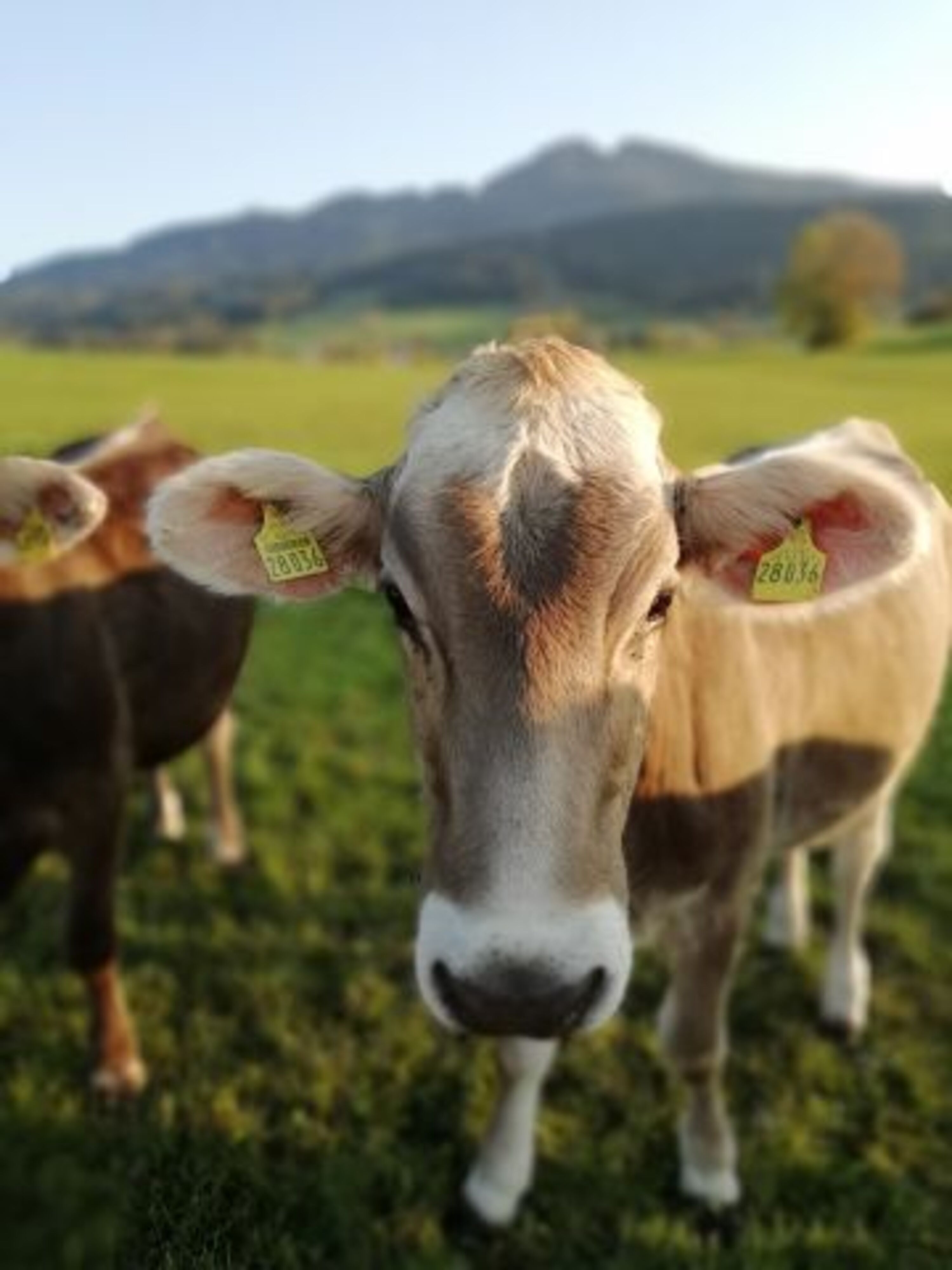 nesselwang 4b Die gehören .....