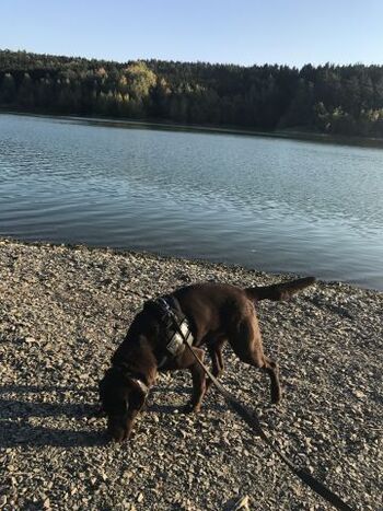 Bademöglichkeit für Hunde am See