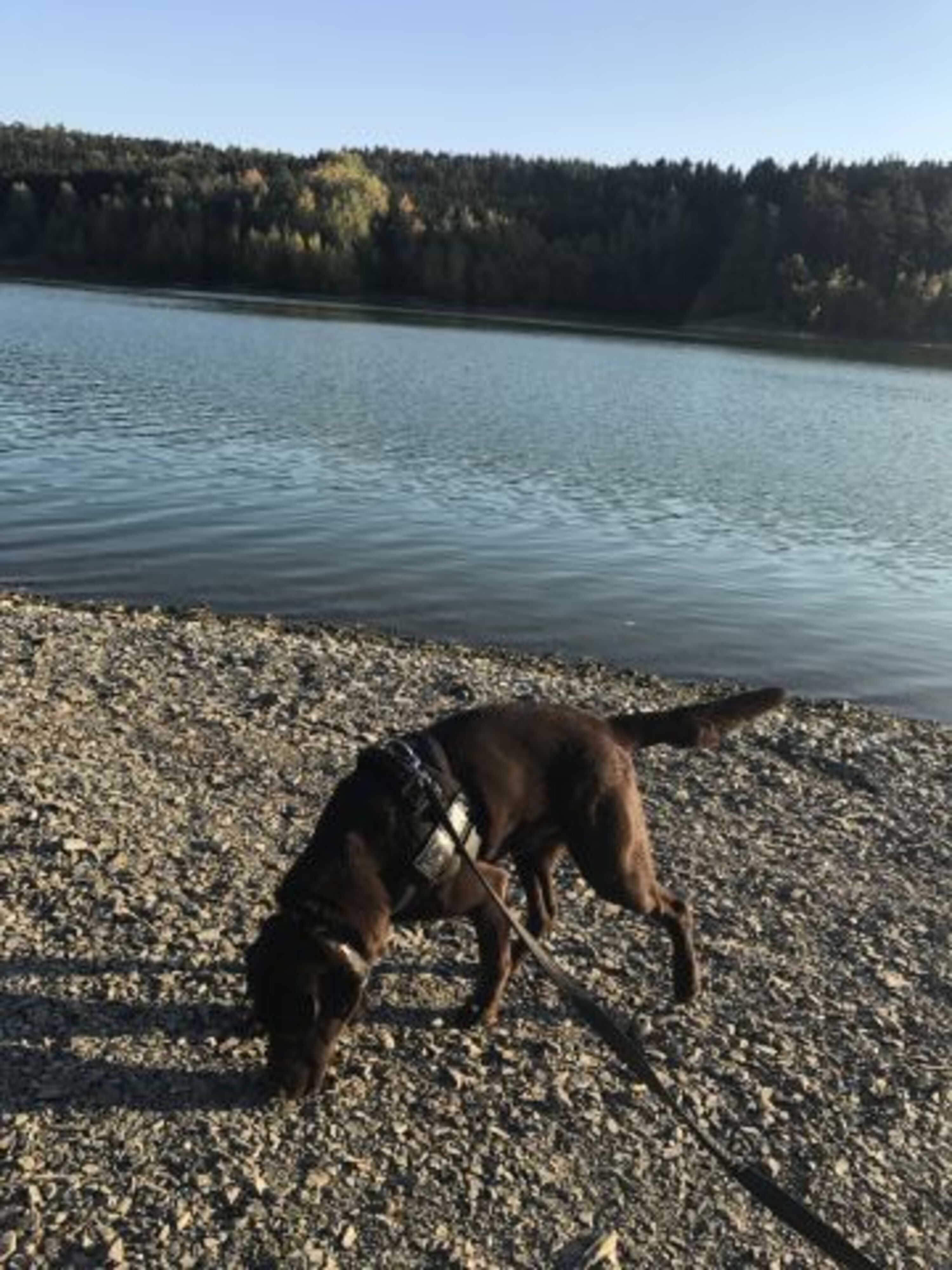 Bademöglichkeit für Hunde am See