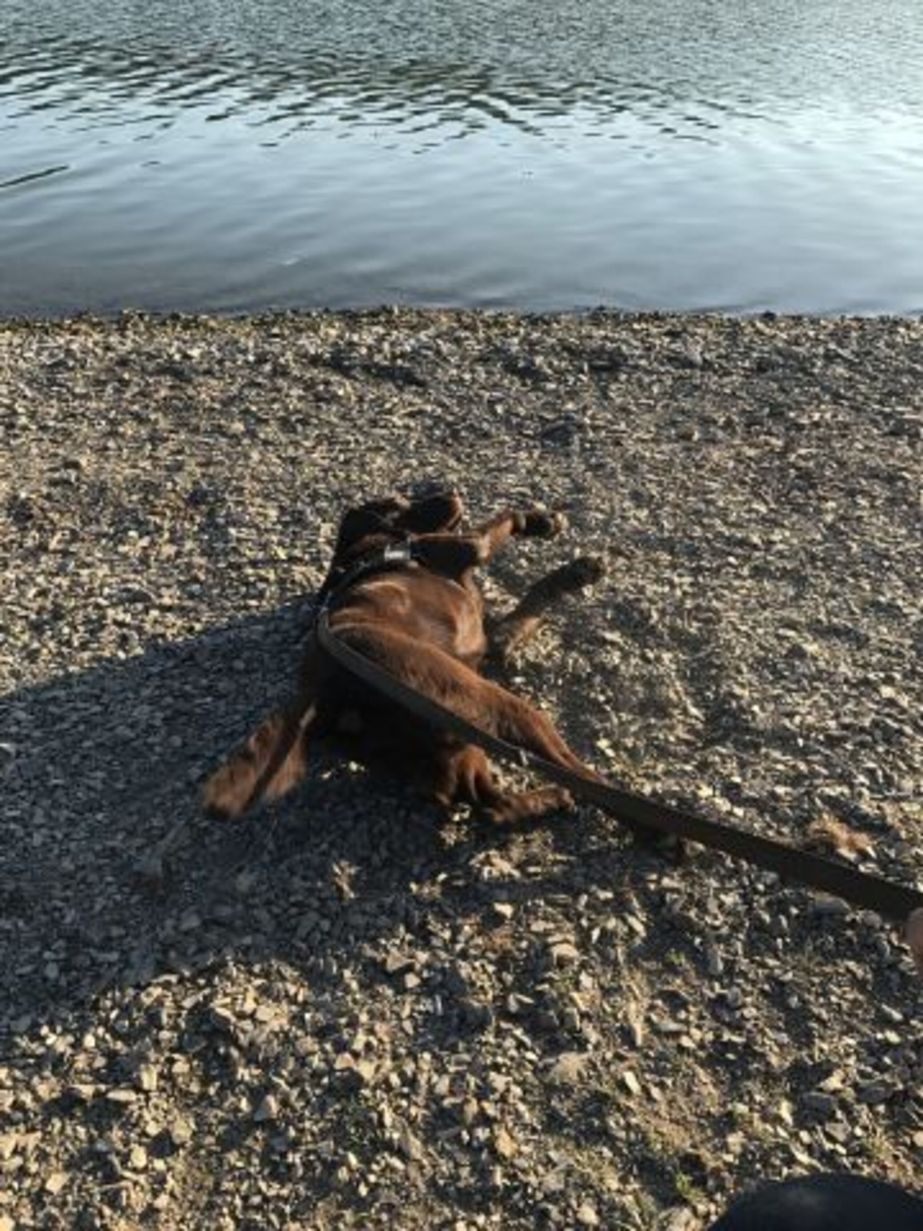 Hundeglück