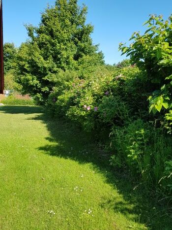 Eingewachsenes Grundstück