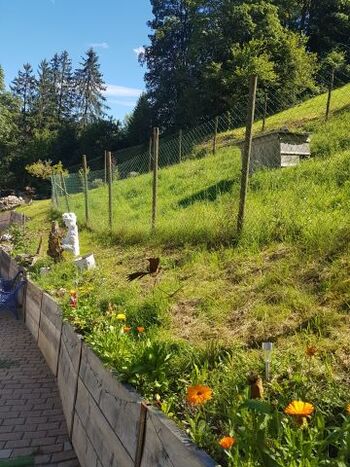 der Aufgang zur Wohnung ist eben mit leichter Steigung - zur Terasse nur 1 Stufe,sonst alles ebenerdig zu begehen