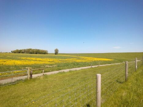 Wiesen am Vareler Hafen 
