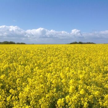 Typische Rapsfelder