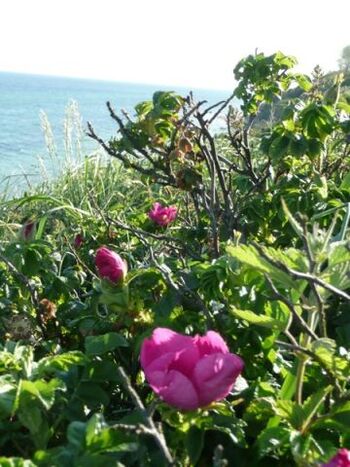 Steilküste Ostseebad Rerik