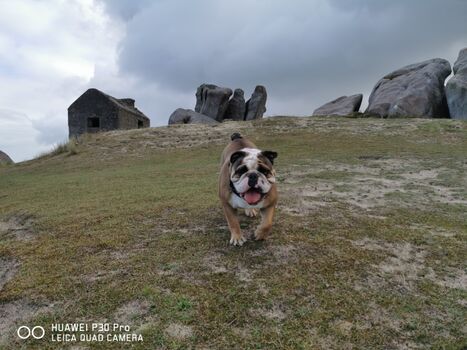 Hunde fühlen sich pudelwohl