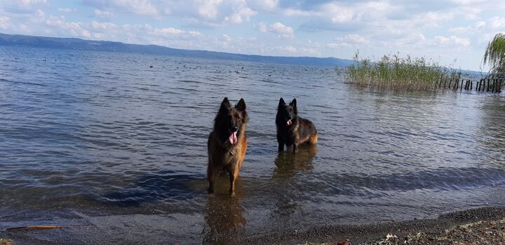 schwimmen mit dem Hund