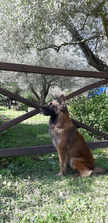 der Garten ist komplett eingezäunt