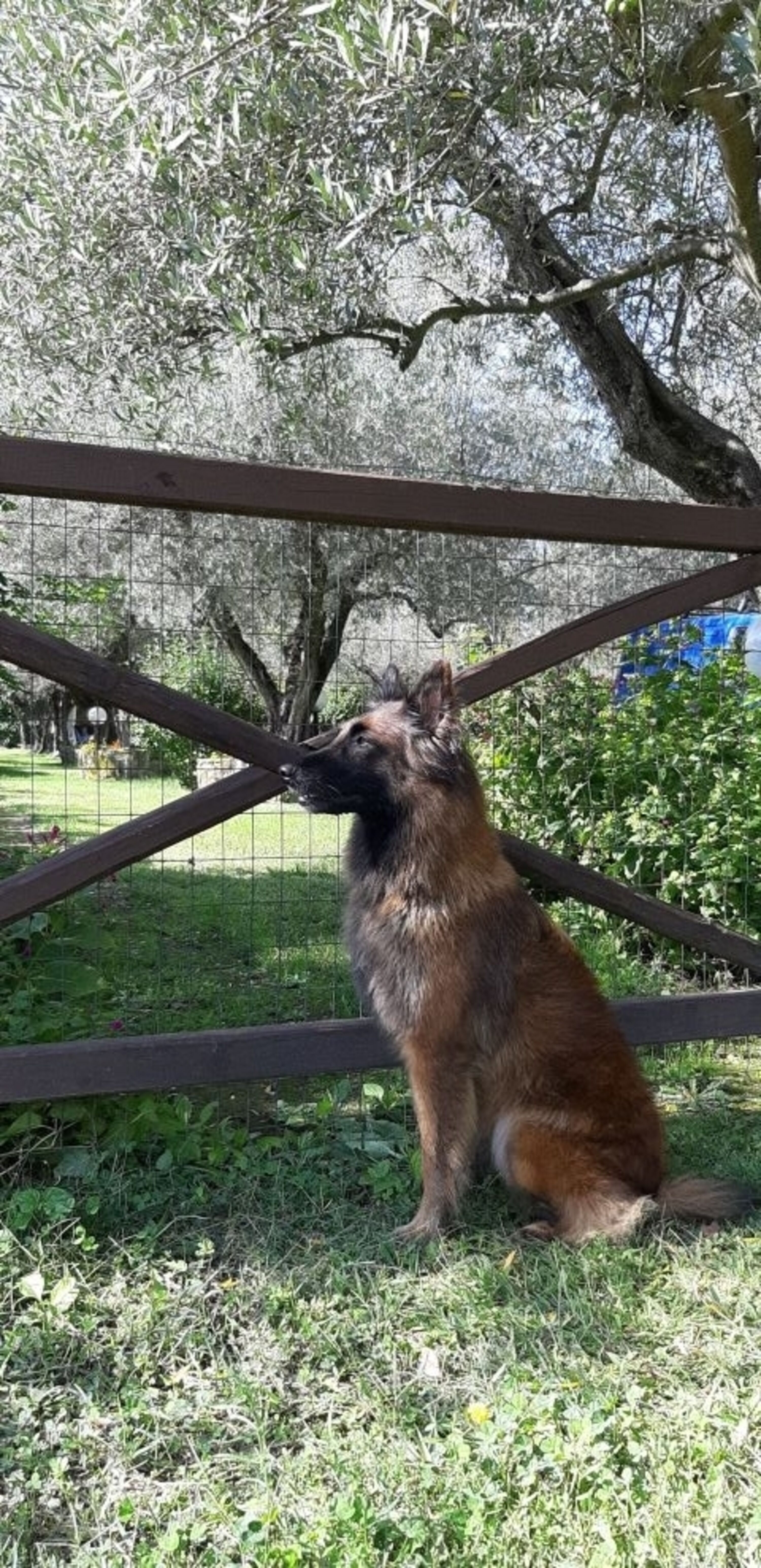 der Garten ist komplett eingezäunt
