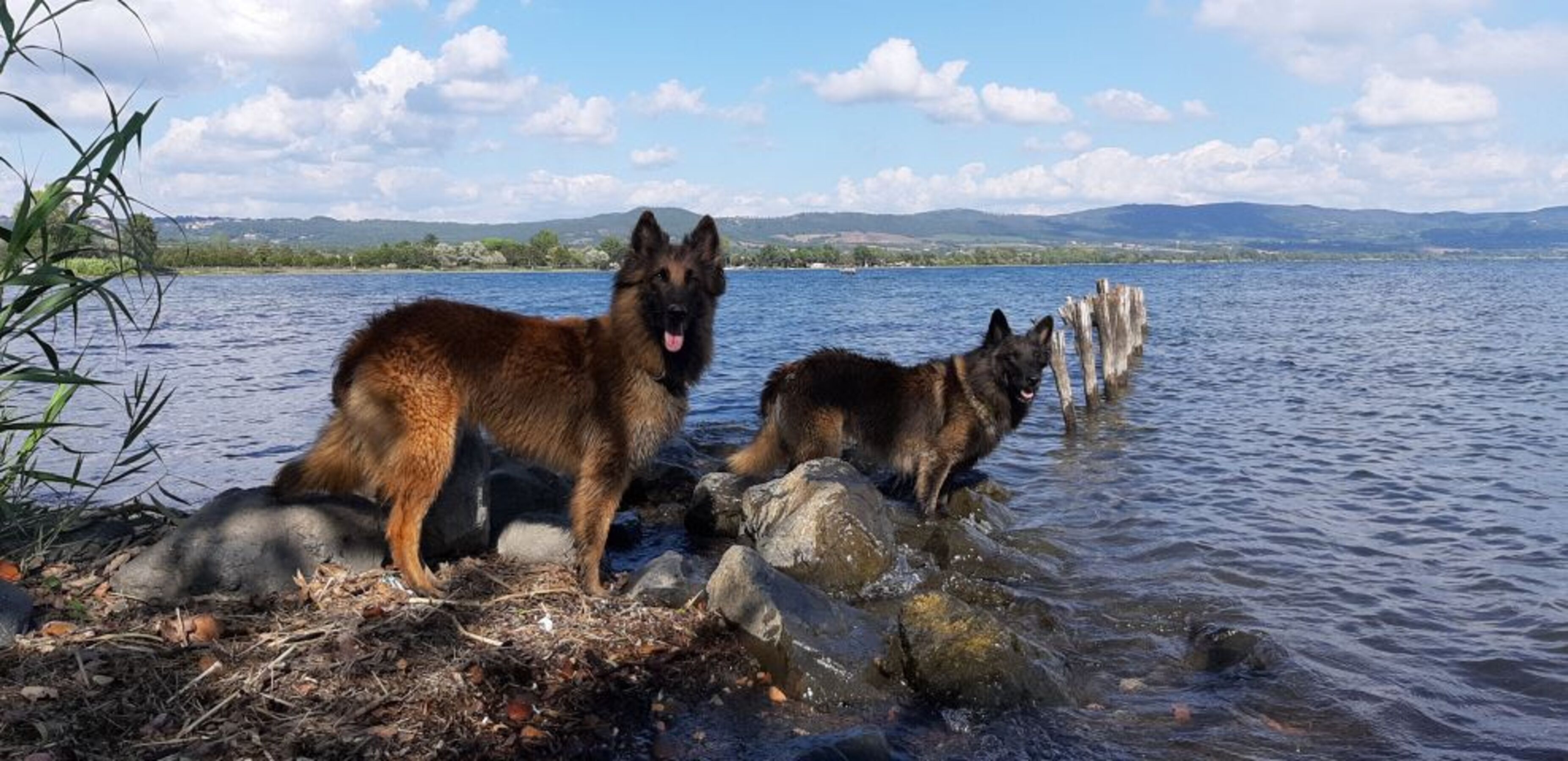 Hund am Bolsenasee